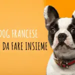 Attività da fare con il bulldog francese