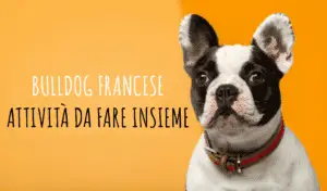 Attività da fare con il bulldog francese