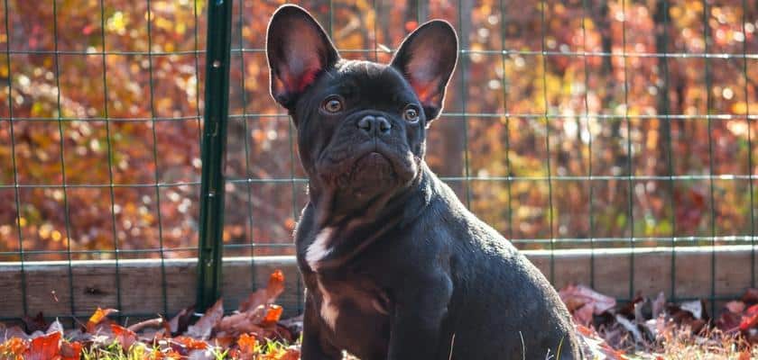 Bulldog nero - Perché i bulldog francesi mangiano la cacca