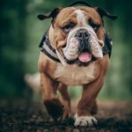 7 allergie più comuni del Bulldog inglese