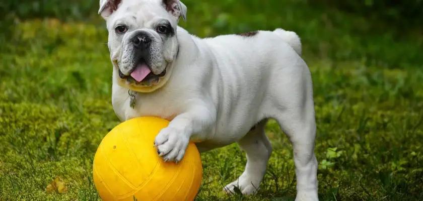 Bulldog allegro con una palla gialla