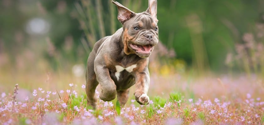 Bulldog che corre sul prato – 7 allergie più comuni del Bulldog inglese