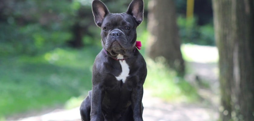 Bulldog di colore nero – Quanto tempo vivrà il tuo Bulldog francese
