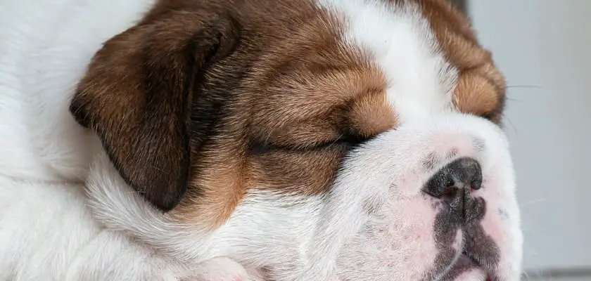 Bulldog inglese addormentato