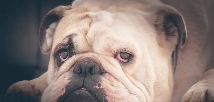 Bulldog inglese bianco sdraiato sul pavimento – Perché i Bulldog inglesi sono così costosi