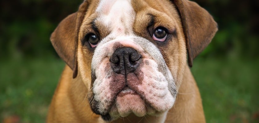 Bulldog inglese marrone – Perché i Bulldog inglesi sono così costosi
