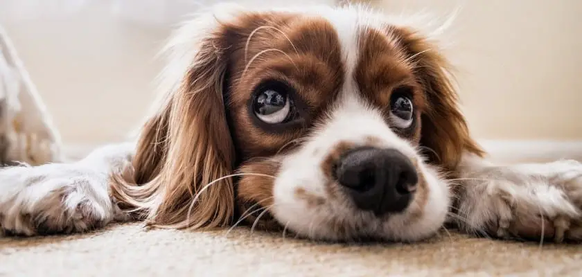 Cucciolo sdraiato che guarda in alto – Cosa vedono i cani