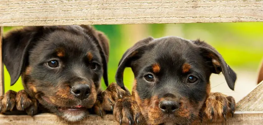 Due cuccioli neri – Cosa vedono i cani