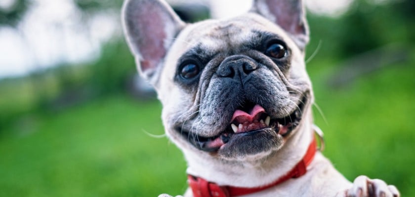 Foto di un bulldog francese – Quanto tempo vivrà il tuo Bulldog francese
