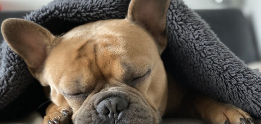 Piccolo bulldog addormentato sotto la coperta