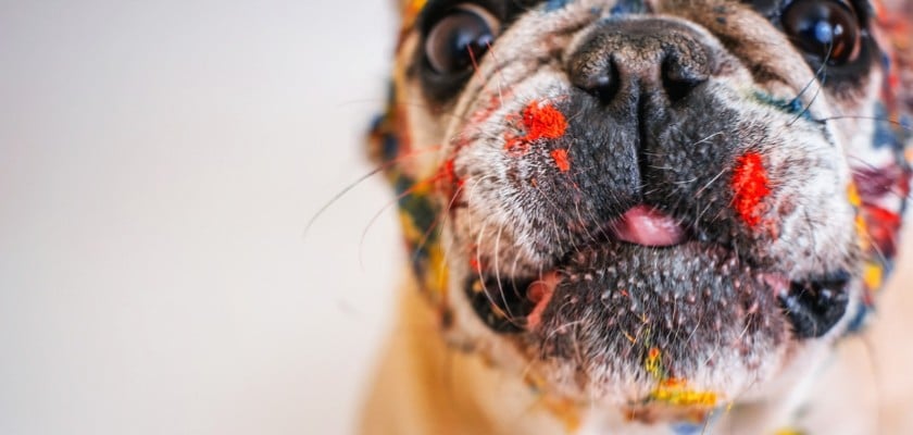 Viso di bulldog macchiato da diversi colori di pittura – Bulldog maschi e femmine