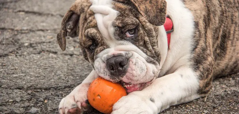 Bulldog che mordicchia una zucca giocattolo per cani – Perché il mio Bulldog inglese grugnisce?