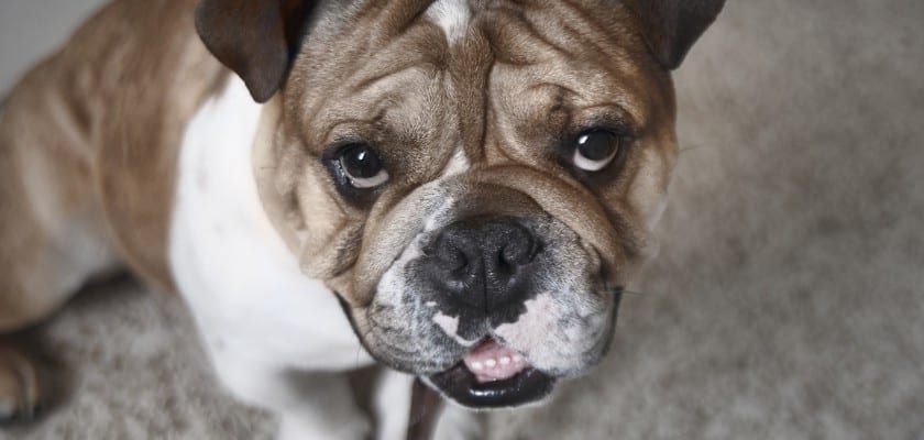 Bulldog con il pelo marrone e bianco – Perché il mio Bulldog inglese grugnisce?