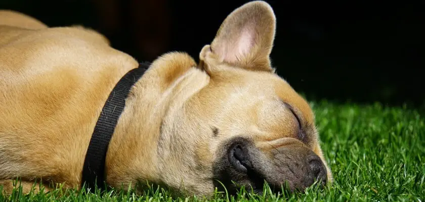 Bulldog marrone addormentato sul prato – Fasi della crescita dei Bulldog francesi
