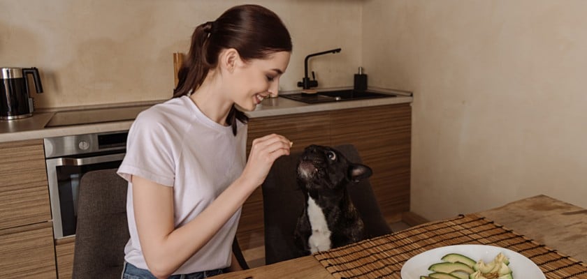 Bella ragazza mora allegra che offre un pezzo di cibo al suo Bulldog Francese seduto sulla sedia