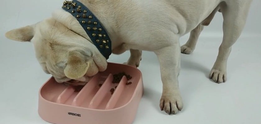 Bulldog Francese che mangia i croccantini dalla ciotola – Bulldog e alito cattivo