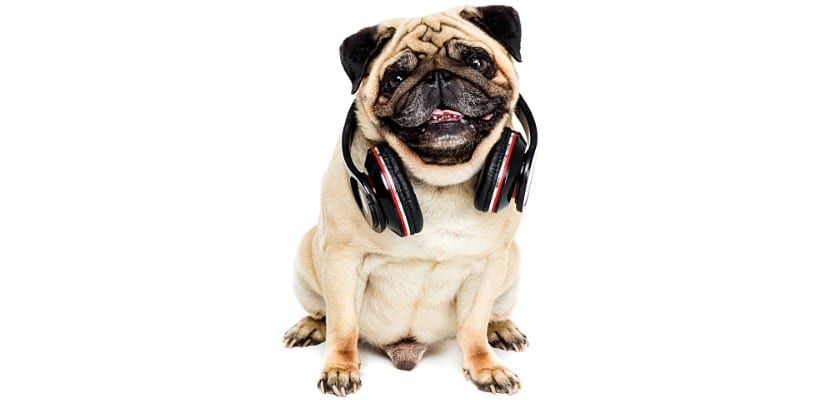 Cane con le cuffie attorno al collo – Ai cani piace la musica