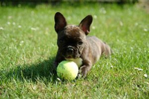 I cinque migliori esercizi per un Bulldog inglese