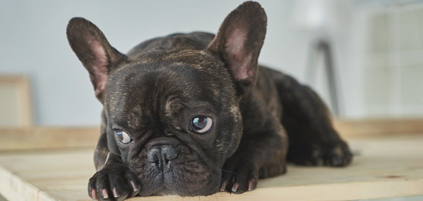 Piccolo Bulldog francese nero pensieroso e con gli occhi rivolti a destra sdraiato sopra il tavolino – Allergie al Bulldog francese