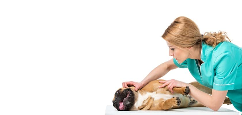 Vista di un veterinario donna in camice verde mentre esamina il Bulldog del suo cliente – Perché i Bulldog inglesi devono essere inseminati artificialmente