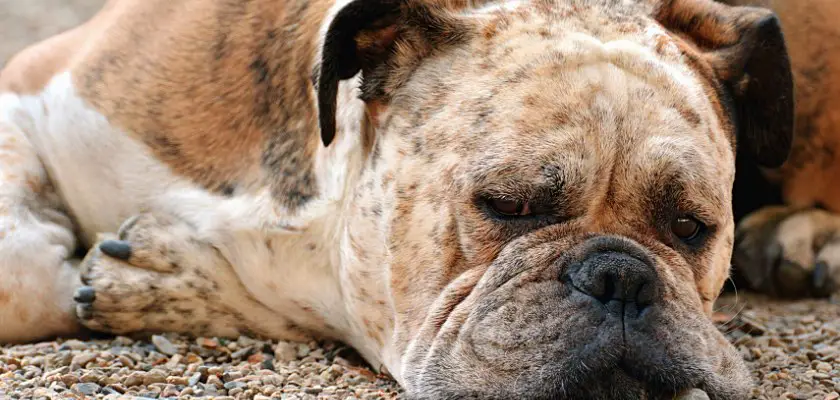 Bulldog anziano – Perché i Bulldog dormono seduti