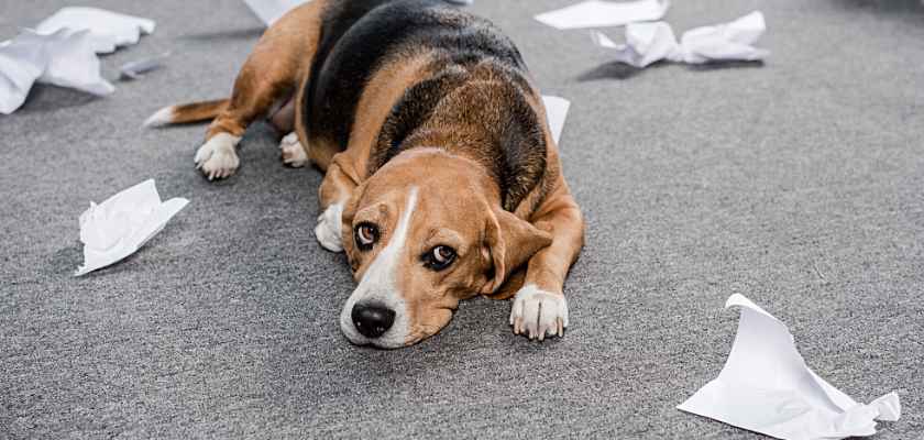 Cane beagle triste sdraiato sul pavimento – Perché i cani hanno paura dell’aspirapolvere