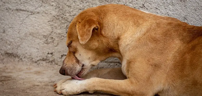 Cane marrone sdraiato a terra all’aperto che si lecca la zampa – Perché il mio cane lecca tutto