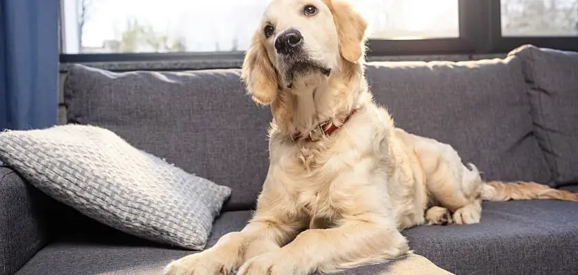 Carino cane golden retriever sdraiato sul divano in casa – In che modo i cani scelgono la loro persona preferita