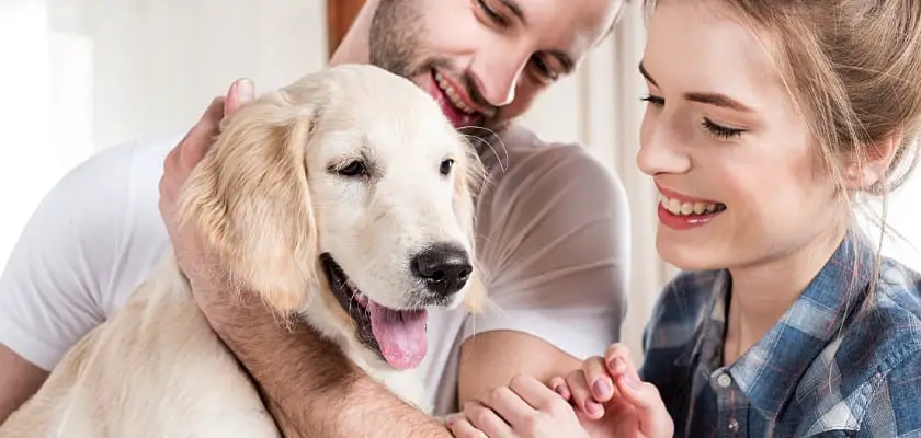 Giovane coppia felice mentre tiene in braccio il loro cucciolo golden retriever – In che modo i cani scelgono la loro persona preferita