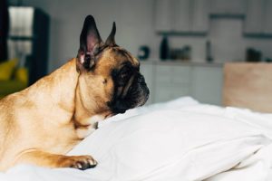 Perché i Bulldog dormono seduti