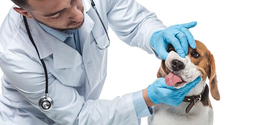Veterinario in camice bianco mentre esamina le mascelle del beagle