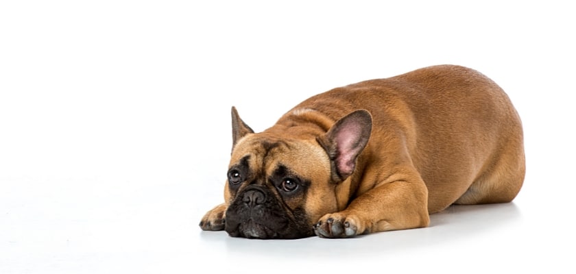 Vista da vicino di un carino bulldog sdraiato a terra – Perché i Bulldog dormono seduti