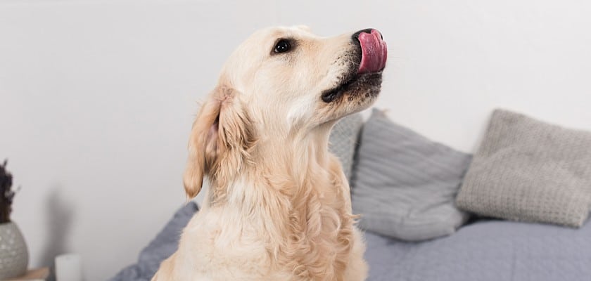 Vista laterale di un cane (Golden Retriever) seduto sul divano che si lecca il naso con la lingua – Perché il mio cane lecca tutto