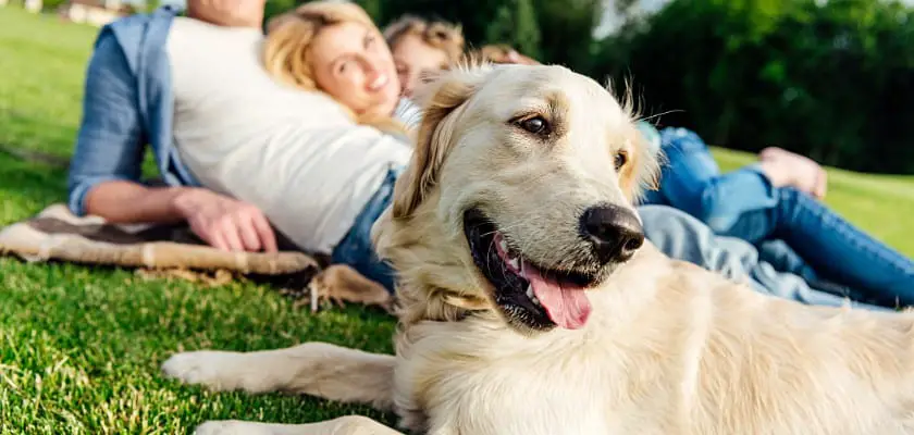 Vista ravvicinata di carino cane golden retriever e famiglia felice sdraiata sull’erba al parco