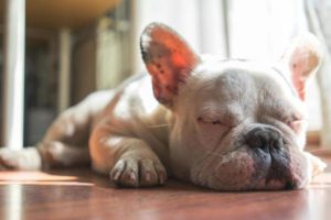 Quanto dormono i Bulldog francesi?
