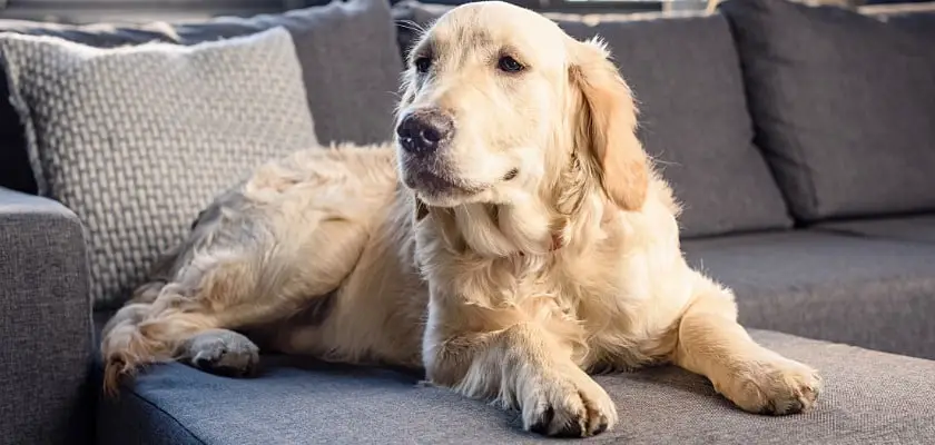 Carino cane (Golden Retriever) sdraiato sul divano in casa