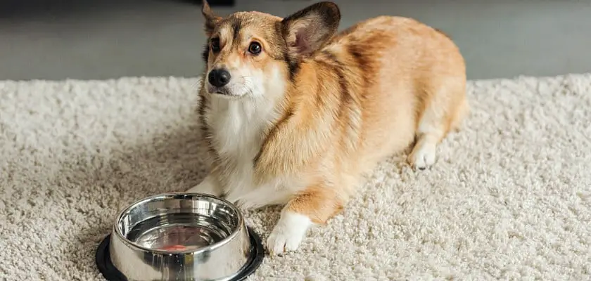 Carino cane corgi sdraiato sul tappeto vicino alla ciotola dell’acqua – Perché i cani giocano con la loro acqua