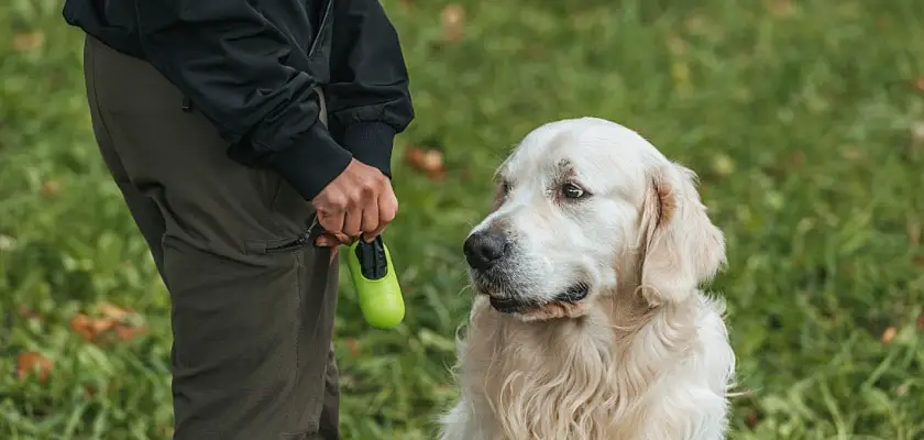 Colpo ritagliato di una donna con un sacchetto in mano dopo la pulizia del suo animale domestico nel parco – Il mio cane impazzisce prima di fare la cacca