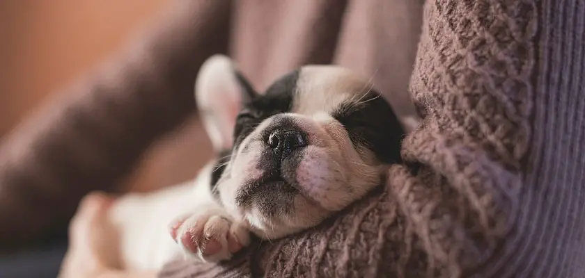 Cucciolo addormentato che riposa nel braccio di una donna che indossa un maglione – Quando è sicuro portare fuori un cucciolo di Bulldog