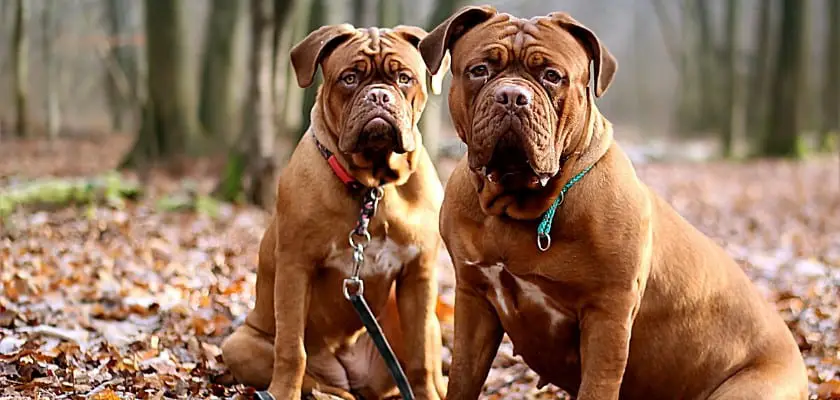 Due Bulldog marrone seduti insieme al parco che guardano l’obiettivo della fotocamera