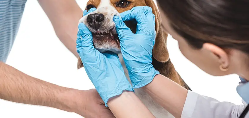 Immagine ritagliata di un veterinario donna mentre esamina le mascelle del beagle – Mistero del muso rosa