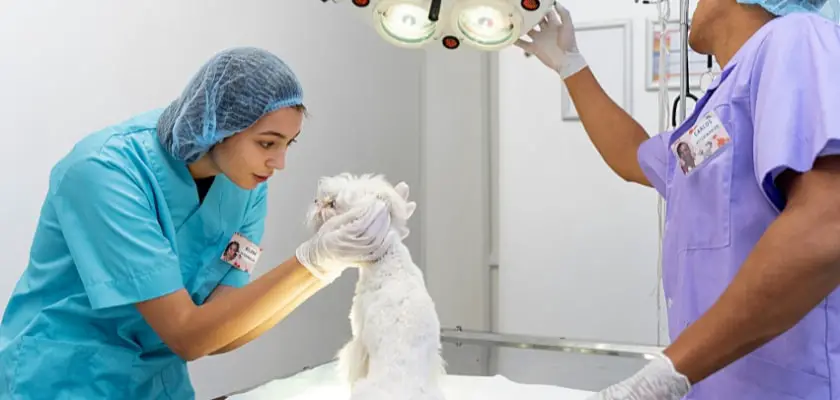 Primo piano di un veterinario che si prende cura dell’animale domestico – I Bulldog sono suscettibili alla displasia dell’anca