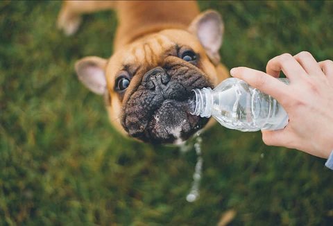 Quanta acqua ha bisogno di bere un Bulldog