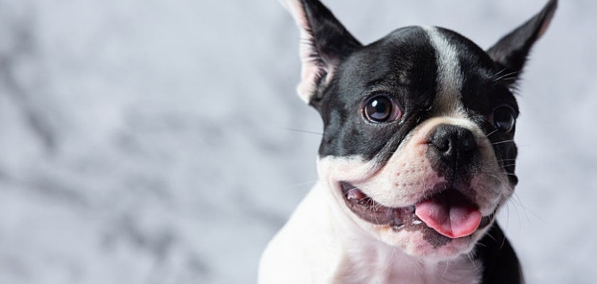 Bulldog francese – Qual è l’età migliore per sterilizzare o castrare un Bulldog