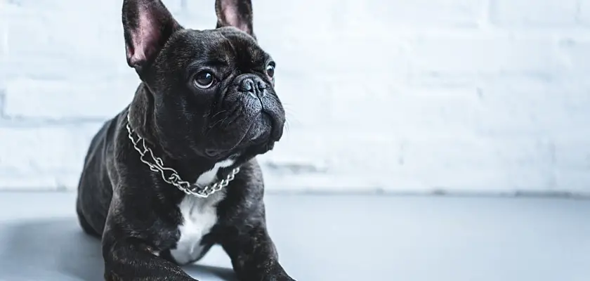 Carino bulldog francese nero sdraiato sul pavimento che guarda in alto – I Bulldog dovrebbero indossare i collari