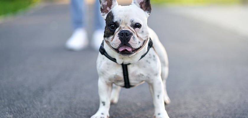 Messa a fuoco selettiva di un adorabile bulldog francese bianco e marrone in piedi sulla strada che guarda la fotocamera