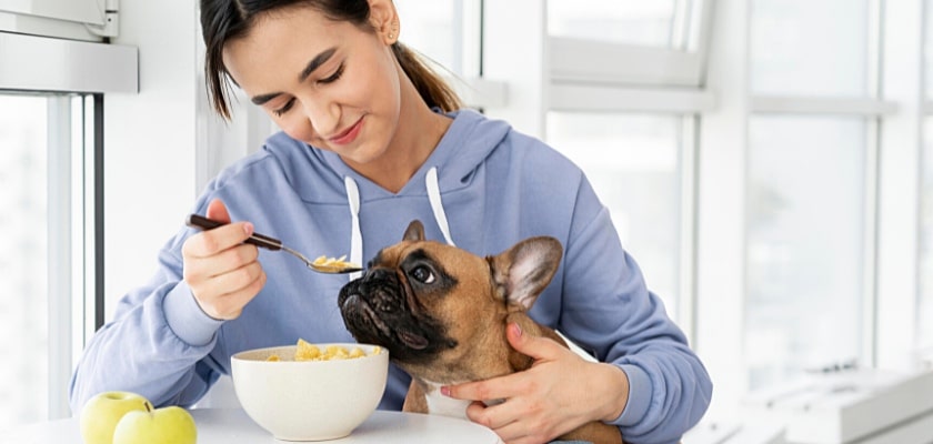 Ragazza mora che da mangiare al suo Bulldog – I Bulldog possono essere vegani o vegetariani