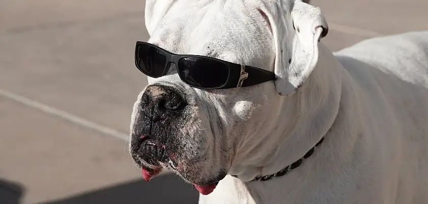 Ritratto di un bulldog inglese bianco che indossa occhiali da sole neri in una giornata di sole – Quanto costano i Bulldog inglesi