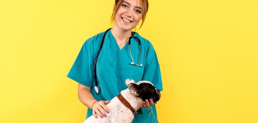 Vista frontale del veterinario femminile che osserva il cagnolino sul muro giallo – I Bulldog possono essere vegani o vegetariani