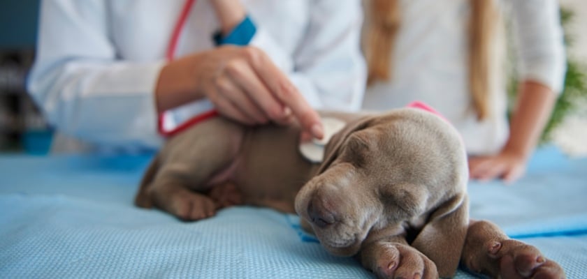 Vista parziale di un veterinario donna che controlla lo stato di salute del cucciolo – Qual è l’età migliore per sterilizzare o castrare un Bulldog